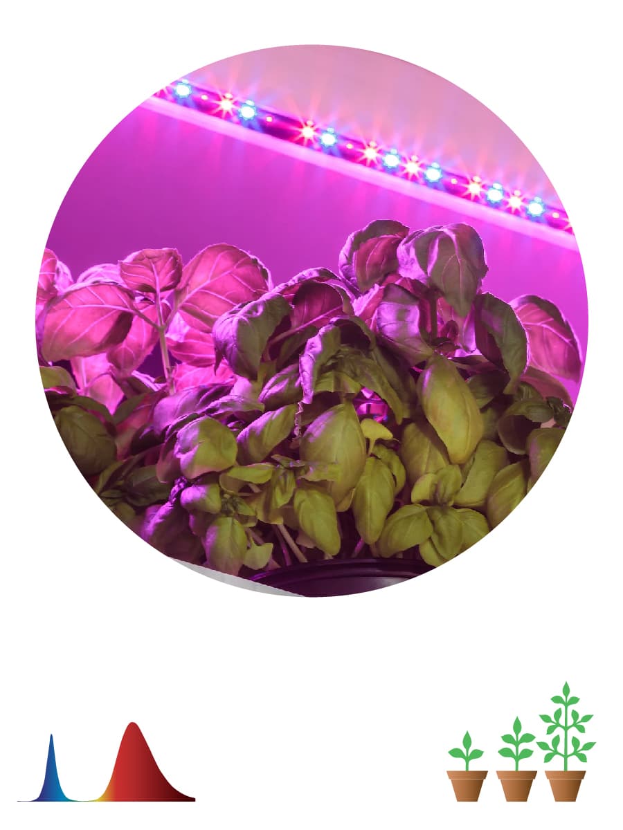 ЭРА Светодиодная лента для растений ЭРА FITO-Strip Light-RB-2m красно-синего спектра, 2 м, IP65