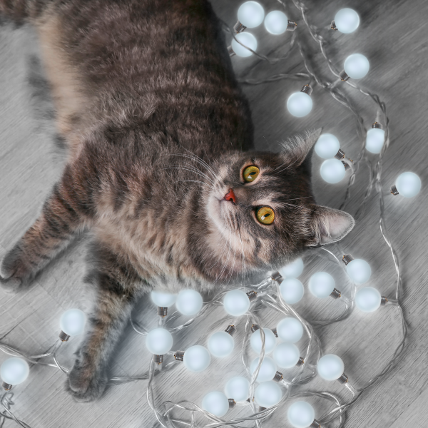 Купить Gauss Гирлянда садовая на солнечной батарее 10 LED ламп Большие Шары Белый свет Solar, 1/24 GS033