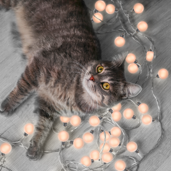 Купить Gauss Гирлянда садовая на солнечной батарее 20 LED ламп Большие Шары Белый свет Solar, 1/6 GS034